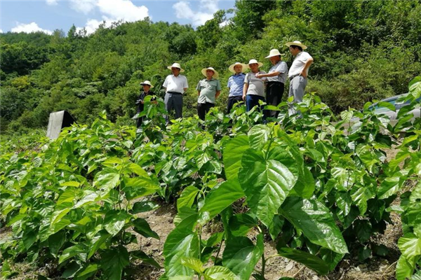 寶業(yè)（集團）公司參加中原鎮(zhèn)麻廟村召開“抓產業(yè)促脫貧”暨蠶桑產業(yè)技術培訓會議